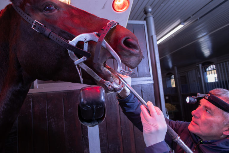 Wie erfolgt eine Zahnbehandlung beim Pferd? Tierarztpraxis Dr. Groth