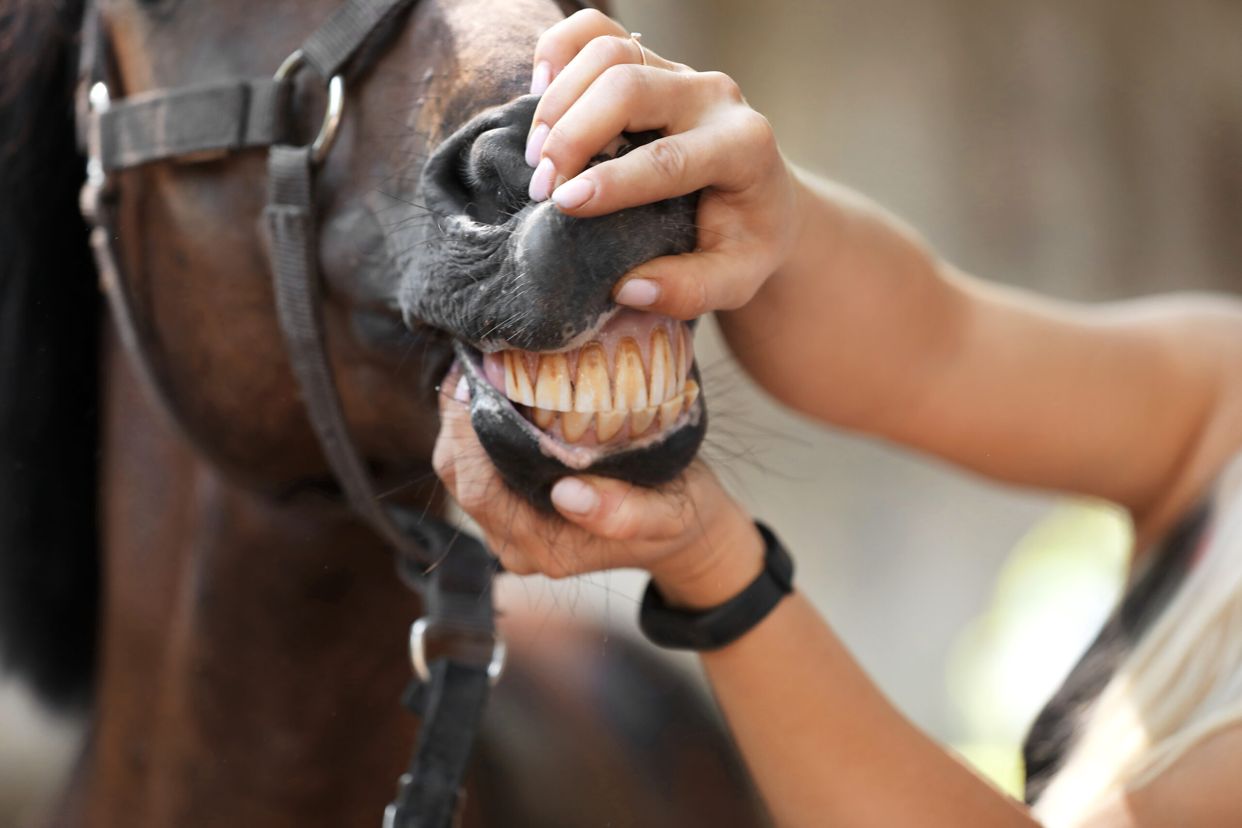 Veterinarian,Examining,Horse,Teeth,On,Farm,,Closeup