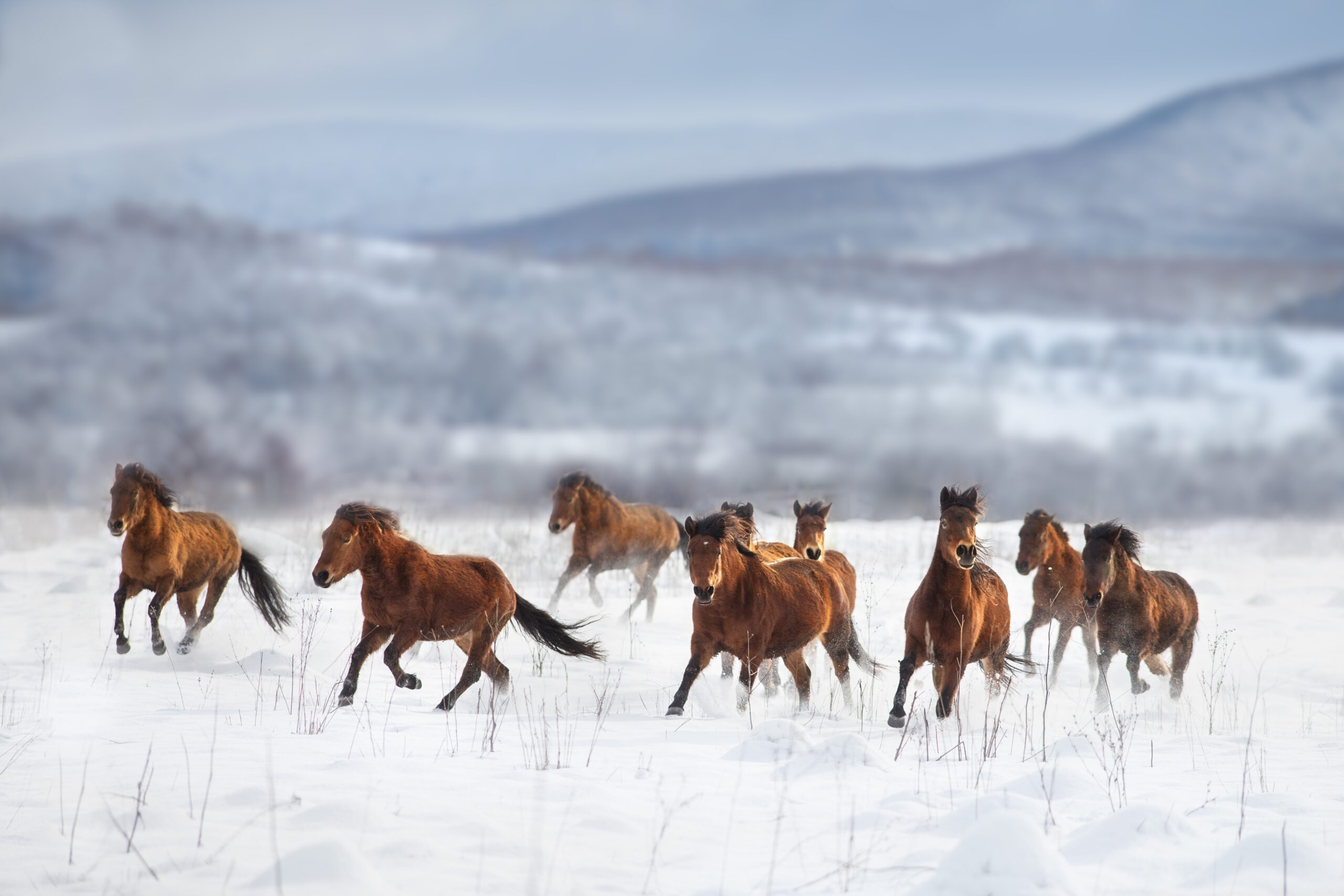 Horse,Herd,Run,Free,In,Snow,Mountain