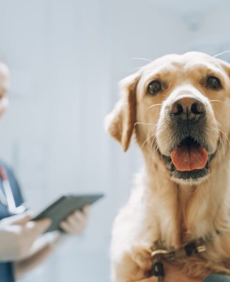 At,A,Modern,Vet,Clinic:,Golden,Retriever,Sitting,On,Examination