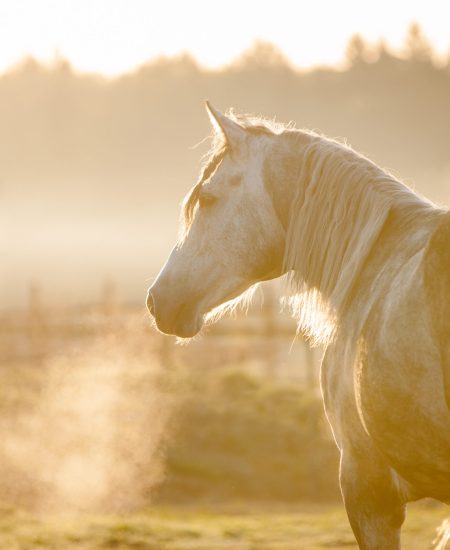 Grey,Horse,Portrait,In,Foggy,Cold,Sunrise,With,The,Steam Grey,Horse,Portrait,In,Foggy,Cold,Sunrise,With,The,Steam